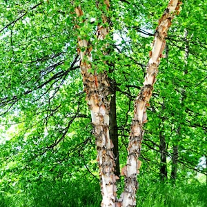 Copper / River Birch Tree (3 Pack), Betula nigra, Fall Color, Drought Tolerant, Fast Growing, Unique Bark, Full Sun