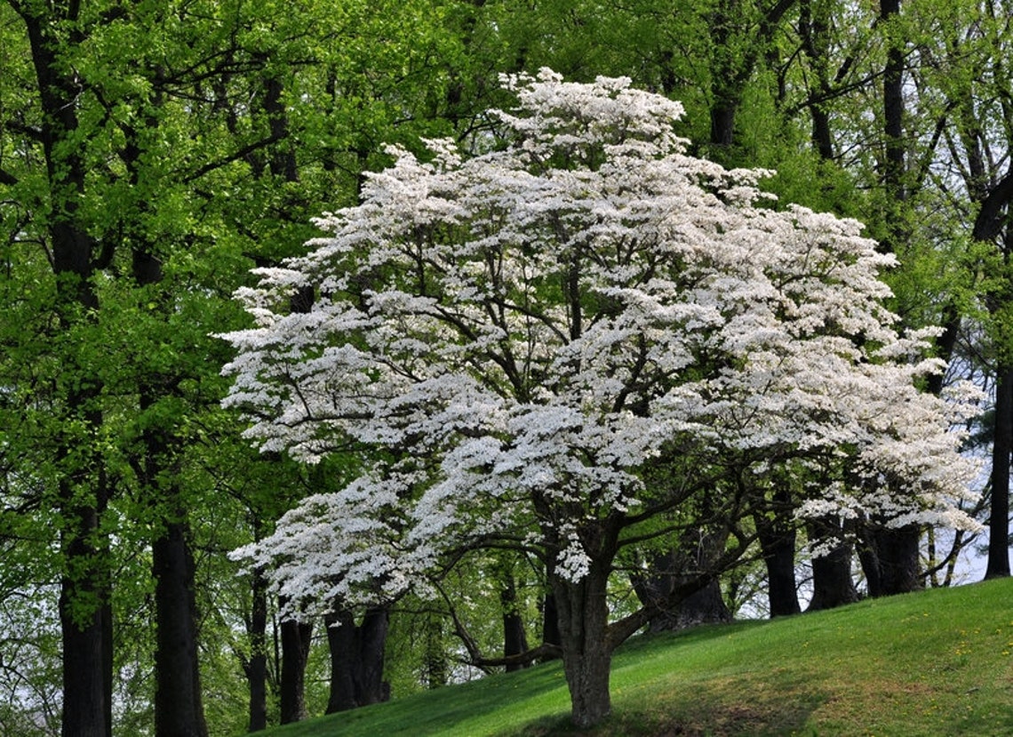 Flowering Dogwood Tree Cornus Floridus Beautiful Landscape | Etsy