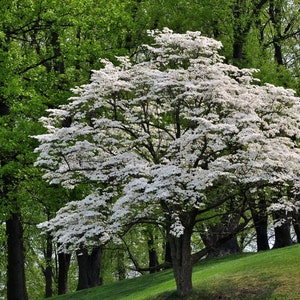 May include: A white dogwood tree in full bloom with white flowers against a backdrop of green trees.