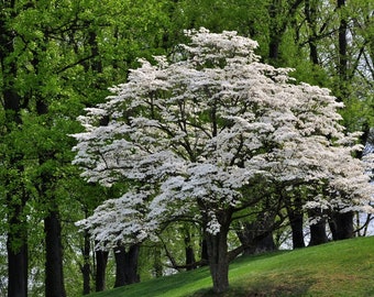 Flowering Dogwood Tree, Cornus Floridus, Beautiful Landscape, Spring Flowers, Winter Berries, Attract Songbirds, Hardy, Drought Tolerant