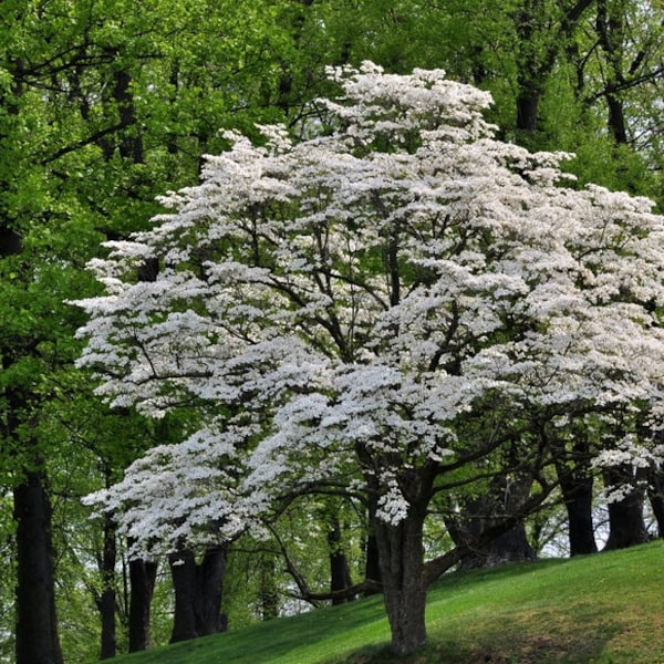 Flowering Dogwood Tree, Cornus Floridus, Beautiful Landscape, Spring Flowers, Winter Berries, Attract Songbirds, Hardy, Drought Tolerant