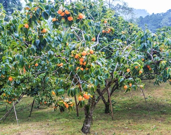 American Persimmon - Single Tree, Diospyros virginiana, Fruit of the Gods, Deciduous, Large, Shade Tree, Edible, Full Sun