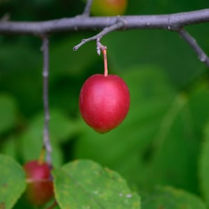 May include: A single, ripe, red plum hangs from a branch against a green background.