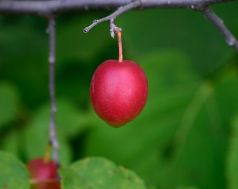 Wild Plum Tree, Prunus americana, American Plum, Native Plum, Wild Yellow Plum, Red Plum, White Flowers, Sour and Sweet Fruit, Full Sun