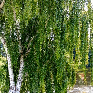 May include: Two birch trees with white bark and green leaves hanging over a pond. The leaves are cascading down towards the water.
