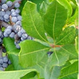 Bayberry Bush (Pack of 2), Myrica pensylvanica, Deciduous Shrub, Aromatic Foliage, Edible Fruit, Adaptable, Full to Partial Sun