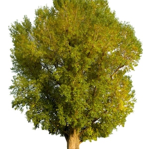 May include: A full-grown tree with a thick, textured brown trunk and a large canopy of green and yellow leaves. The tree is isolated against a white background, highlighting its natural form and details.
