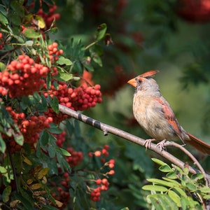 May include: A female cardinal bird perched on a branch, surrounded by red berries and green leaves. The bird has a crest and a reddish-orange beak. The background is a soft green.