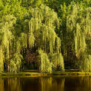 May include: A group of weeping willow trees with long, green branches hanging down over a still body of water. The trees are in full bloom and the water is reflecting the sunlight.