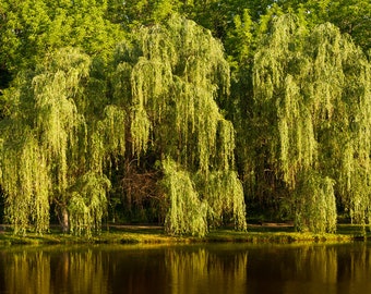 Weeping Willow Tree, Salix 'babylonica', Large & Fast Growing, Full Sun, Beautiful Tree, Ornamental, Adaptable Trees, Budget Landscape