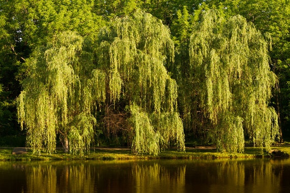 Wisconsin Weeping Willow Root Stock - Bright Green Nigeria | Ubuy
