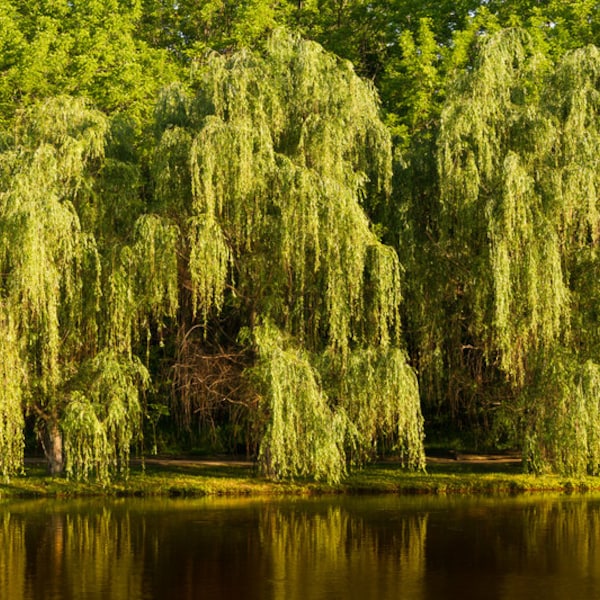 Weeping Willow Tree, Salix 'babylonica', Large & Fast Growing, Full Sun, Beautiful Tree, Ornamental, Adaptable Trees, Budget Landscape