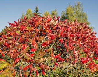 Staghorn Sumac Tree, Rhus typhina, Velvet Sumac, Hairy Sumac, Poor Soil Conditions, Fall Color, Natural Dye, Attracts Wildlife