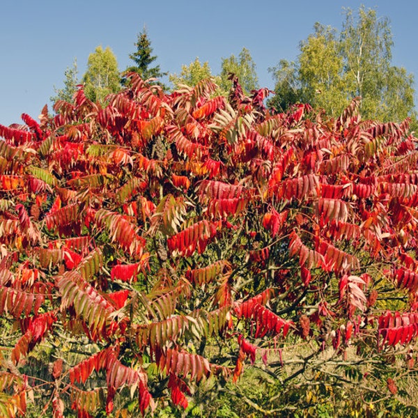 Staghorn Sumac Tree, Rhus typhina, Velvet Sumac, Hairy Sumac, Poor Soil Conditions, Fall Color, Natural Dye, Attracts Wildlife