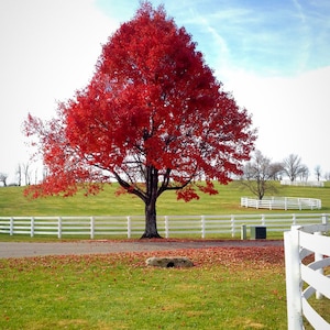Red Maple Tree-2-PACK, Acer rubrum, Large Tree, Richly Colored, Shade Tree, Hardy & Disease Resistant, Fall Color, Full Sun