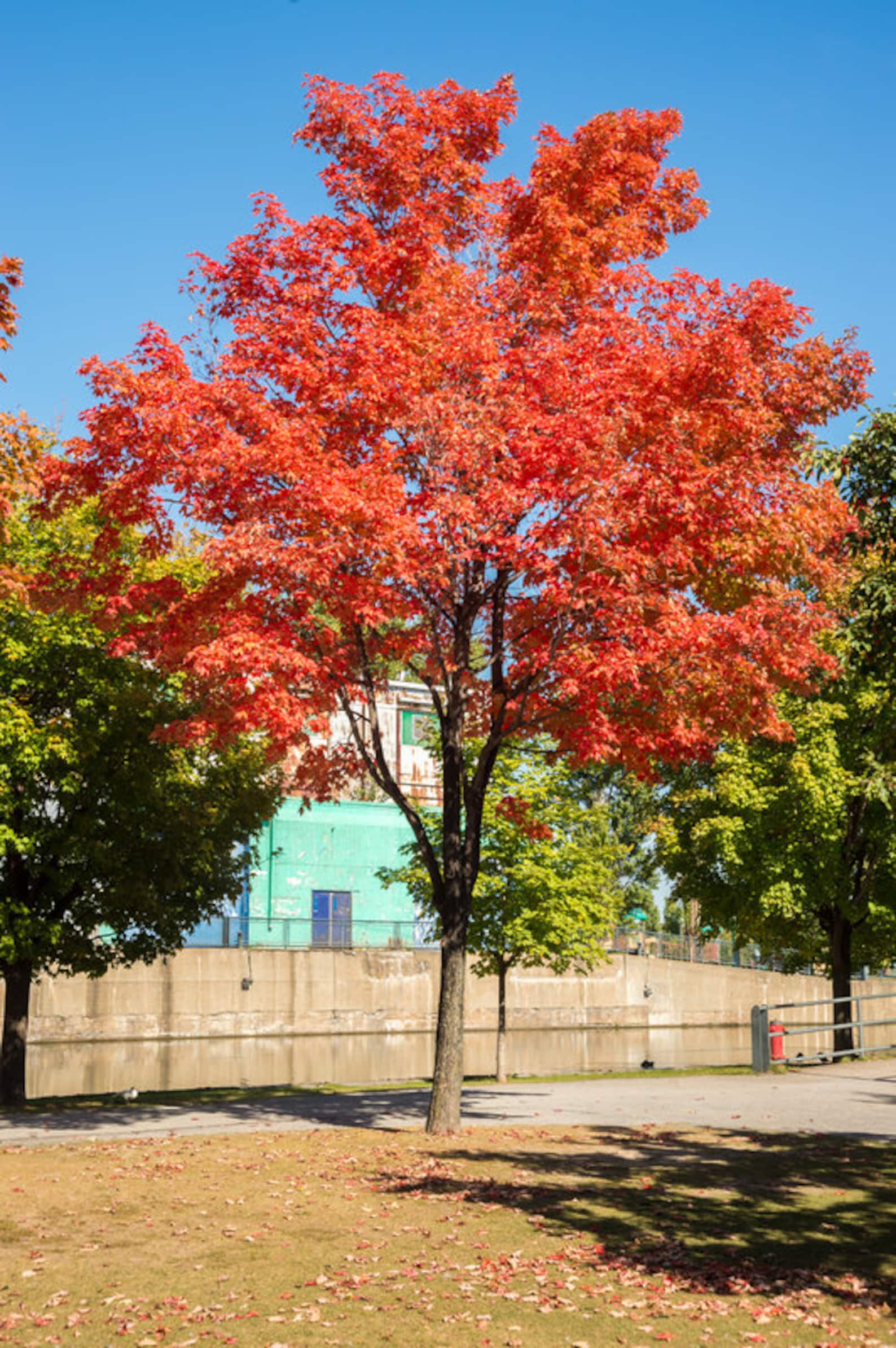 Sugar Maple Tree Maple Syrup Shade Tree Long Life Autumn - Etsy