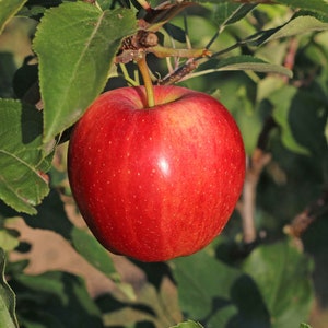 May include: A red apple with a shiny surface hangs from a tree branch. The apple is surrounded by green leaves.