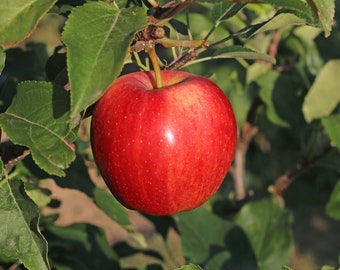 Common Apple Tree, Malus domestica, deciduous, white flowers, easy to grow, fast growing, fruit in two years, full sun, edible