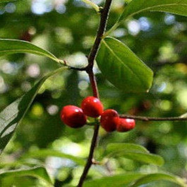 Northern Spicebush, Spicewood, Benjamin Bush, Shrub, Long Life Span, Slow Growth, White Flowers, Edible Fruit, Spring Color, Full Sun