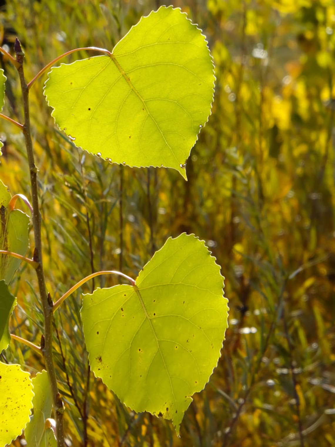 Cottonless Cottonwood Tree, Fast Growing, Seedless, Shade Tree ...