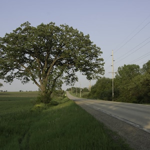 May include: A country road with a large tree on the side, power lines overhead, and a field of green grass.