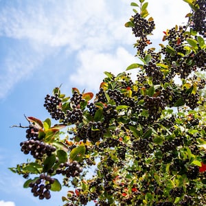 Black Chokeberry Tree, Aronia Melanocarpaa, Full Sun or Part Shade, Edible Fruit, Dark Purple Berries, Autumn Color