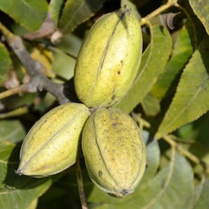 May include: Close-up of three green pecans attached to a branch with green leaves. The pecans have a light green color with a textured surface and are oval-shaped. The leaves are a deep green color.