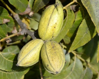 Hardy Pecan 2-Pack, Carya illinoinensis, Hardy Tree, Edible Nuts, Generous Crop, Long Lived, Northern Hardiness, Buttery Tasting Nuts