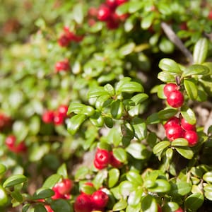 Arándano americano, Viburnum trilobum, Fruto comestible, Color otoñal, Autopolinizante, Jaleas, Mermeladas, Tartas, Salsas, Licores, Vino