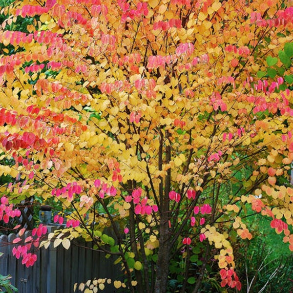 Japanese Katsura Tree, Cercidphyllum japonicum, gorgeous color, full sun