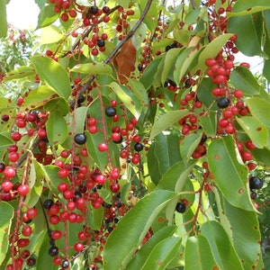 Rum Cherry Tree / Wild Black Cherry, Prunus serotina