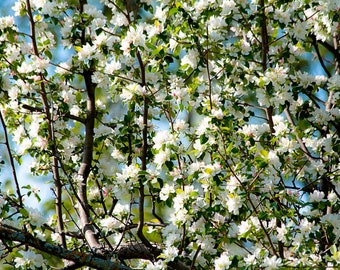 Roselow Sargent Crabapple, Malus sargentii 'Roselow', Bare Root, Dormant, 12"-18" tall, White Flowers, Disease  Resistant, Deciduous