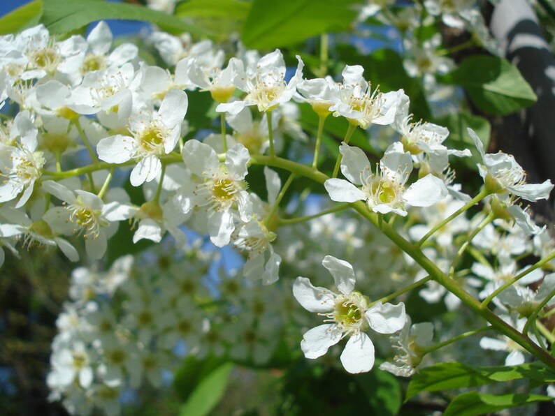Wild Black Cherry Tree Edible Fruit Fragrant Flowers Make Etsy