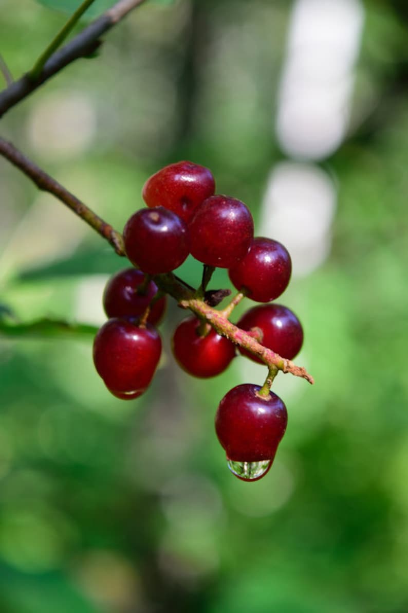 Choke Cherry Tree Prunus Virginiana Small Red to Purple Etsy