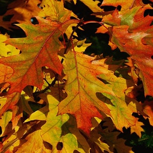 May include: Close-up of oak leaves in various shades of yellow, orange, and red. The leaves are arranged in a cluster, with some overlapping.