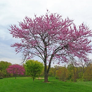 Eastern Redbud Tree, Cercis canadensis, Rosy Pink Flowers, Reddish-Purple Leaves, Autumn Color, Shade Tree, Fast Growing, Full - Partial Sun