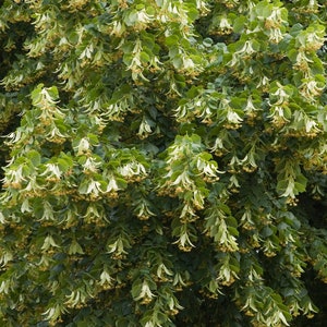 Pode incluir: Um close-up de uma &aacute;rvore com folhas verdes e flores brancas. As flores est&atilde;o penduradas em cachos.