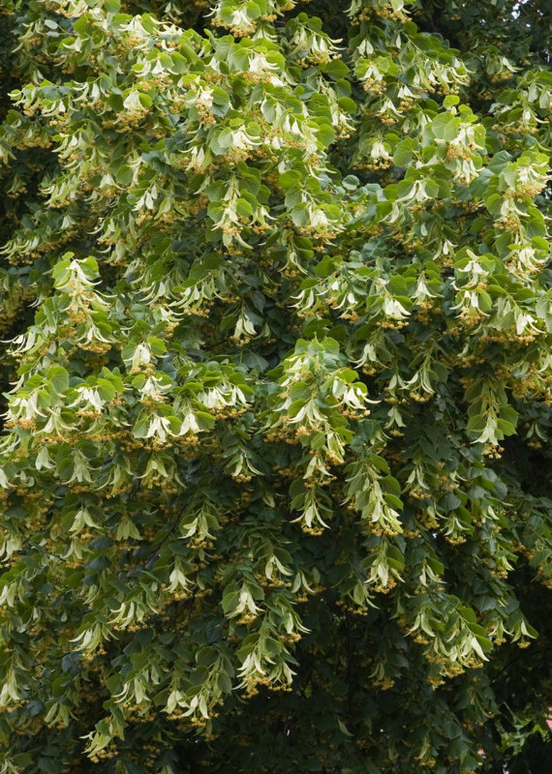 Pode incluir: Um close-up de uma &aacute;rvore com folhas verdes e flores brancas. As flores est&atilde;o penduradas em cachos.