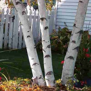 May include: Two white birch trees with black markings on the bark stand in front of a white picket fence. The trees are in a yard with green grass and brown mulch.