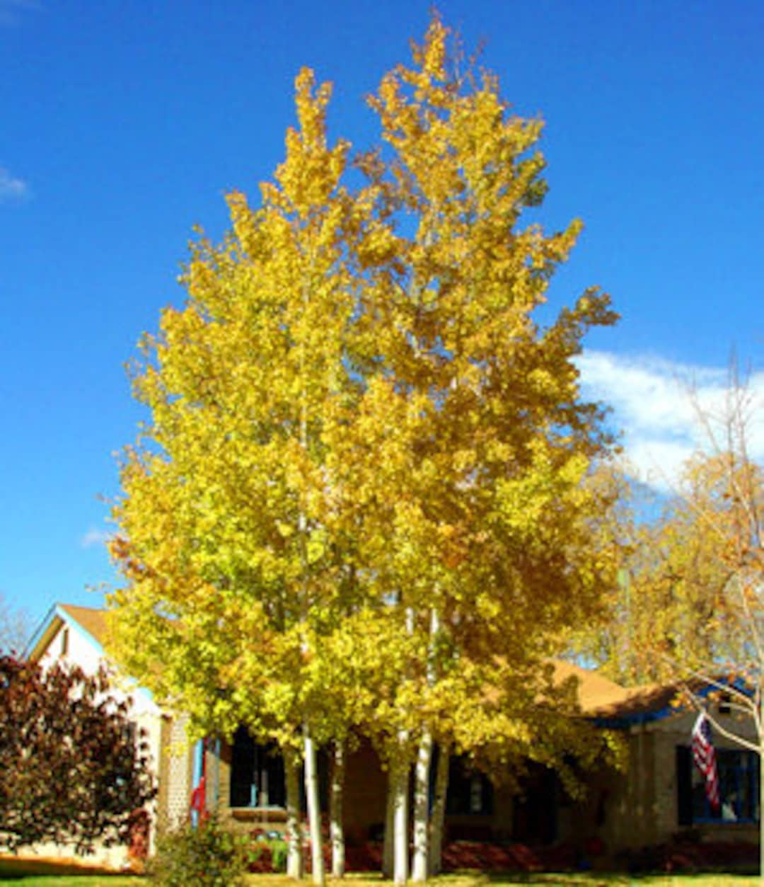 Quaking Aspen Tree Populus Tremuloides Fast Growing Autumn Color Il 1080xN.1379588900 F2cn