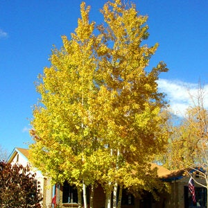 Quaking Aspen Tree, Populus tremuloides, Fast Growing, Autumn Color, Shade Tree, Full Sun, Landscaping, Tall Tree, Soil Tolerant