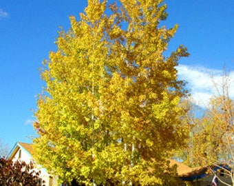 Quaking Aspen Tree, Populus tremuloides, Fast Growing, Autumn Color, Shade Tree, Full Sun, Landscaping, Tall Tree, Soil Tolerant