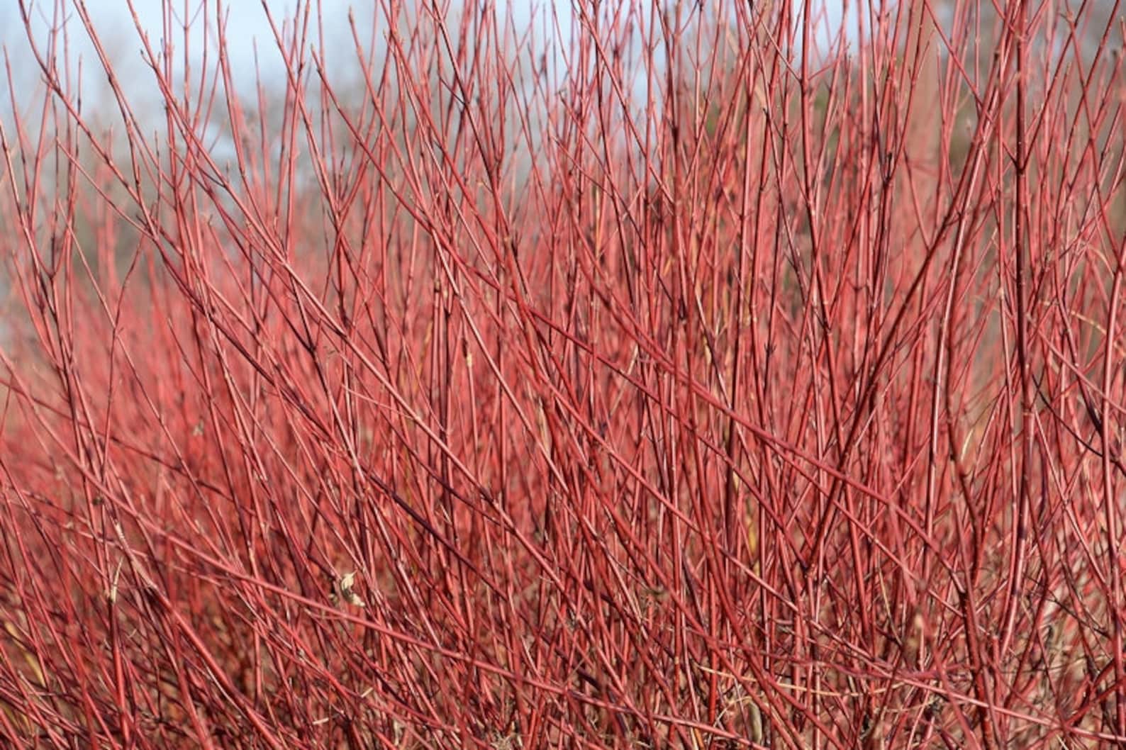 Red Osier Dogwood Shrub, Cornus Sericea, Flowering Shrub, Fall Color ...