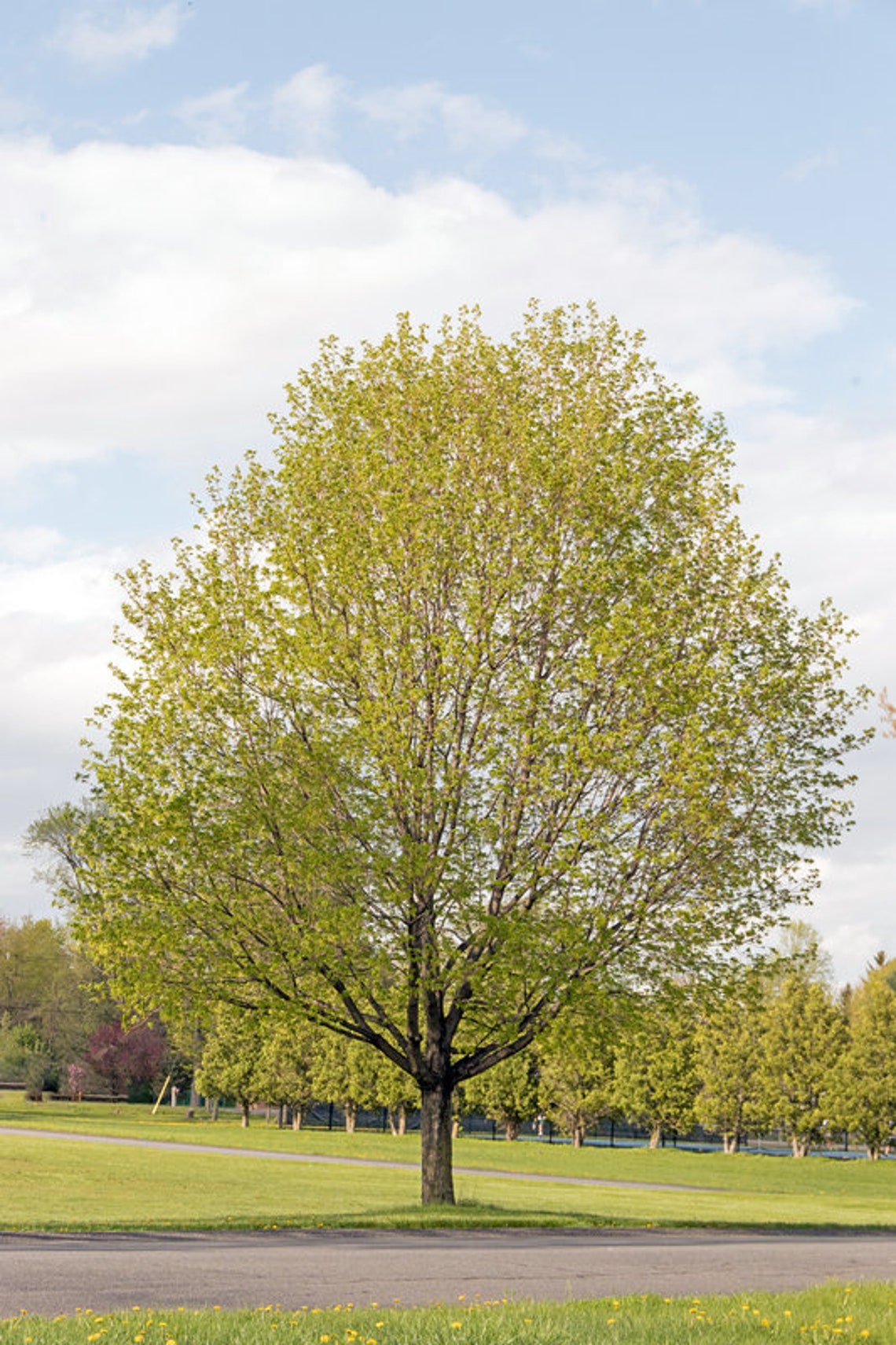 Sugar Maple Tree Maple Syrup Shade Tree Long Life Autumn - Etsy