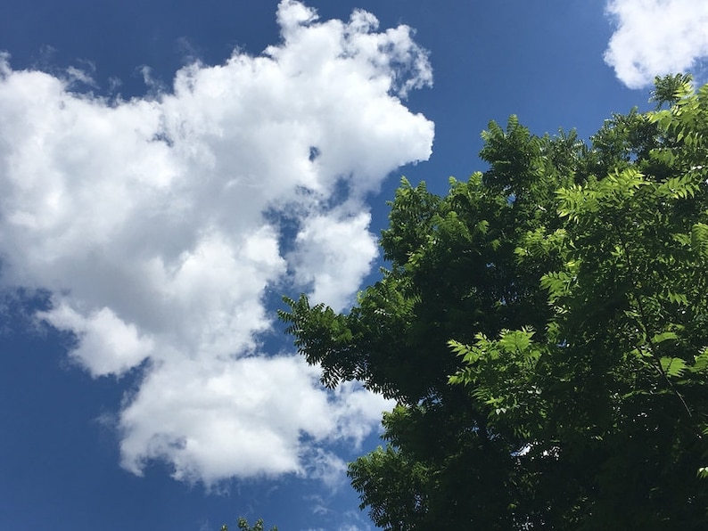 Black Walnut Tree, Juglans Nigra, Edible Nuts, Attractive Hardwood ...