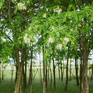 Flowering Black Locust Tree, Robinia pseudoacacia &#39;Allegheny&#39;, Fast Growing, Shade, Fragrant Flowers, Attracts Wildlife, Disease Resistant