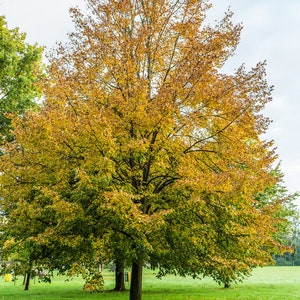 May include: A large tree with yellow and green leaves stands in a grassy field. The tree is in the center of the image and the field is green with some fallen leaves.