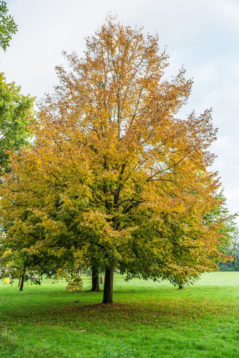 Pode incluir: Uma grande &aacute;rvore com folhas amarelas e verdes fica em um campo gramado. A &aacute;rvore est&aacute; no centro da imagem e o campo &eacute; verde com algumas folhas ca&iacute;das.