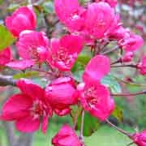 Prairie Crabapple Tree, Malus ioensis, Pink to Red Flowers, Attracts Wildlife, Full Sun, Maroon Berries, Disease resistant, Self fertile