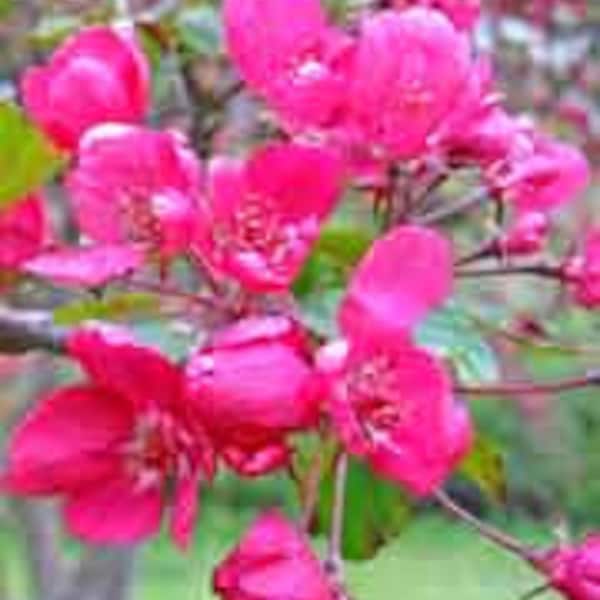 Prairie Crabapple Tree, Malus ioensis, Pink to Red Flowers, Attracts Wildlife, Full Sun, Maroon Berries, Disease resistant, Self fertile